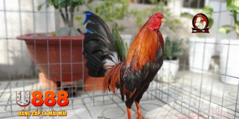 i8bet game máy bay nổ hũ